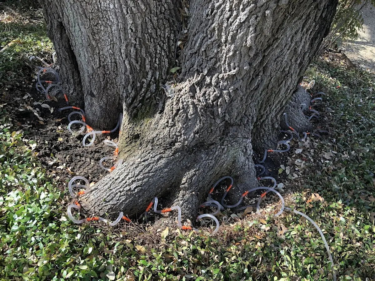 Detailed Tree Cabling and Bracing job site in Fort Drum