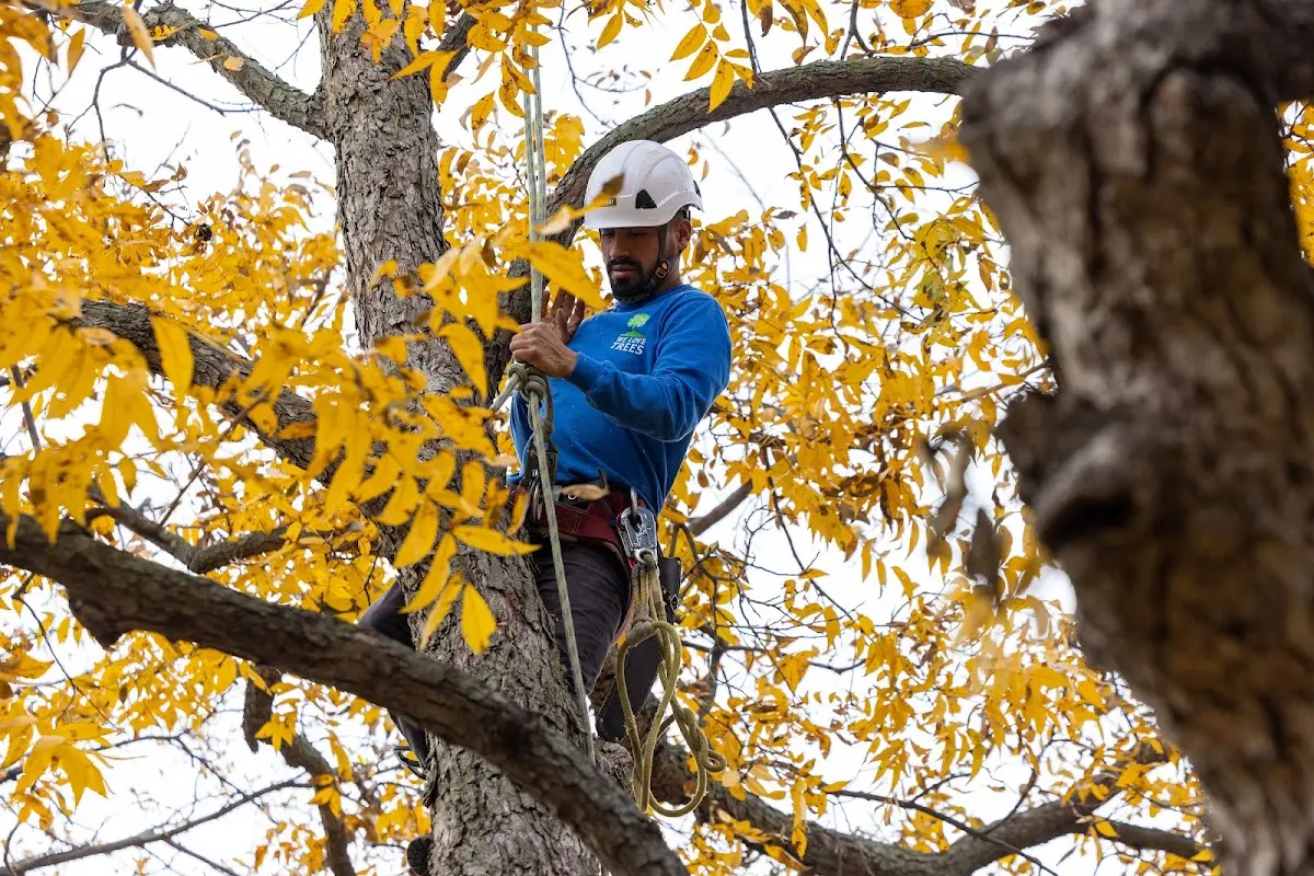 Skilled Tree Planting crew working in Fort Drum